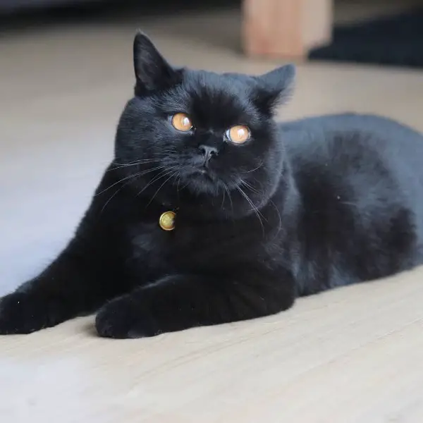 Bkh schön deckkater