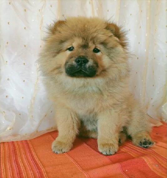 Chow Ungarn 4 Monate alt