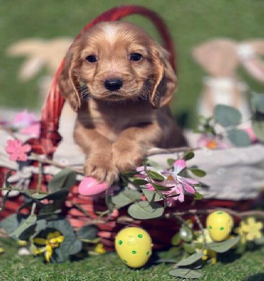 Englisch Cocker Spaniel Welpen.