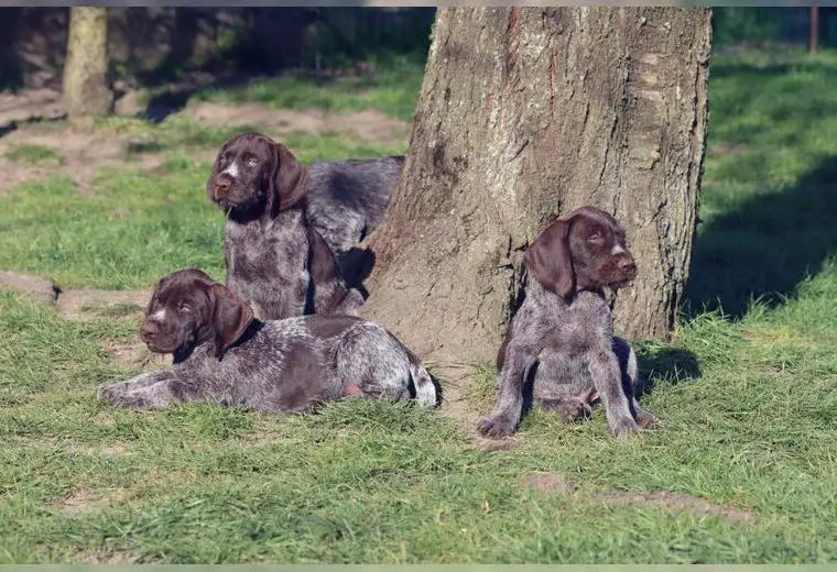 DD-Deutsch Drathaar Welpen - 2 Rüden