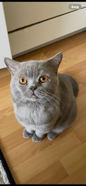 Bkh Deckkater in Basel