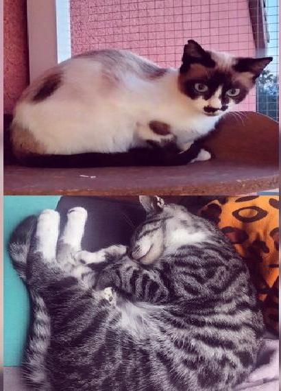 Bauernhof Dreamteam abzugeben