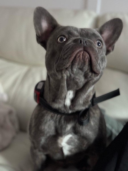 Deckrüde- Französische Bulldogge (Rüde)