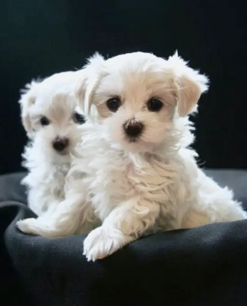 Maltese cuccioli selezionati