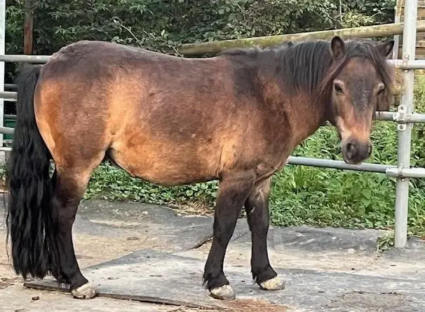 Shetty Wallach «Berti» sucht einen Platz ans Futter