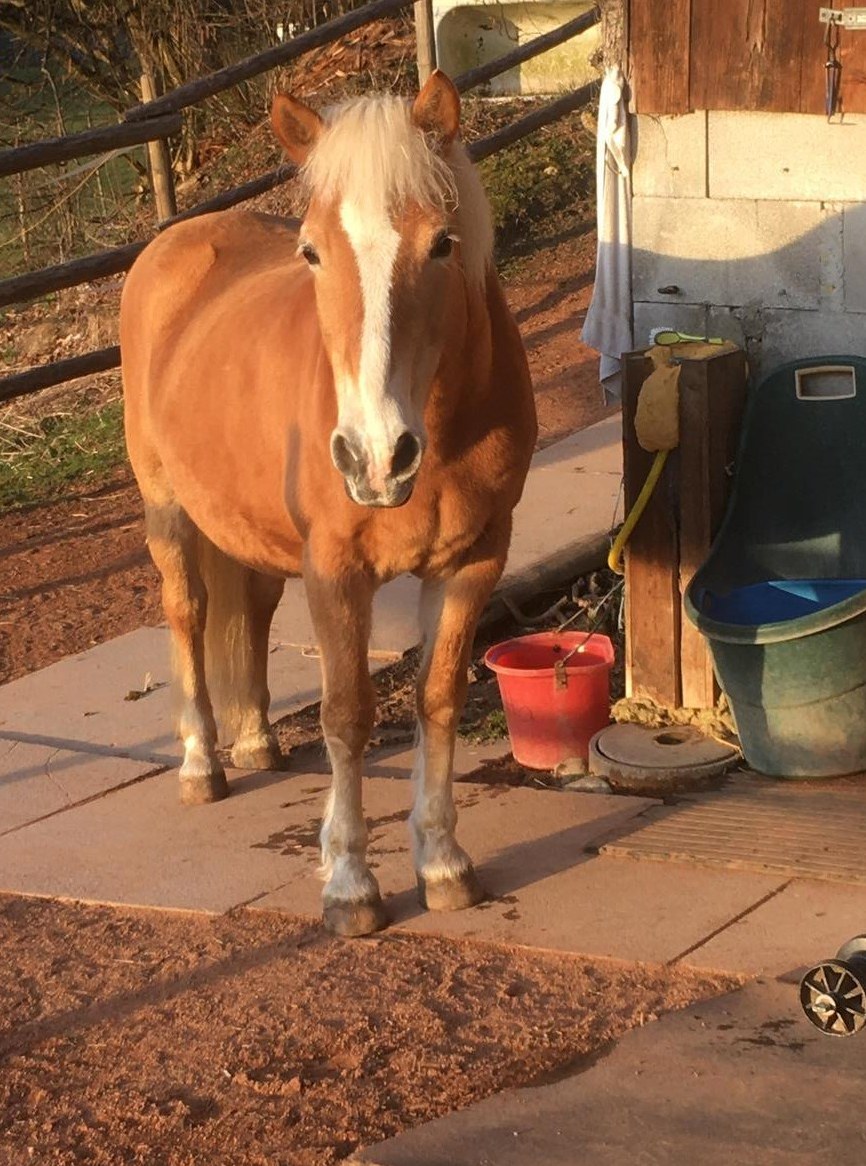 Tolle Haflingerstute sucht Pflege-/Spazierbeteiligung in 8311 Brütten