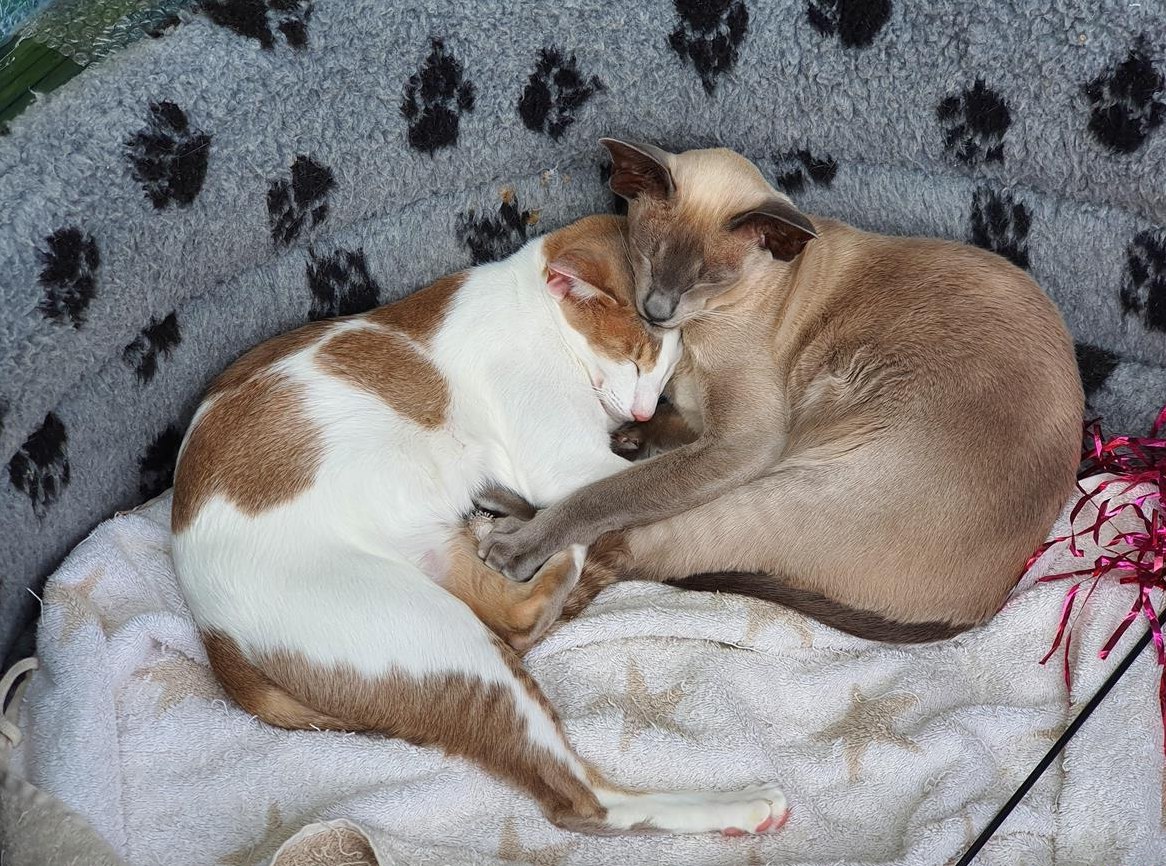 2 OKH/Siam Katzendamen suchen neues Forever-Zuhause