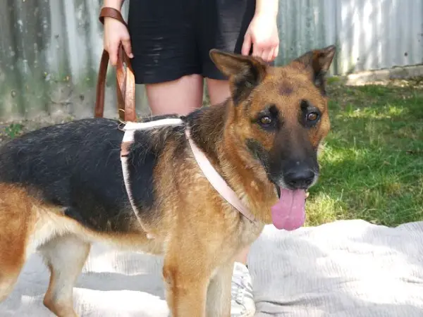 SINA, unternehmungsfreudige Hündin, ca. 10 Jahre, 58cm, 31,5kg