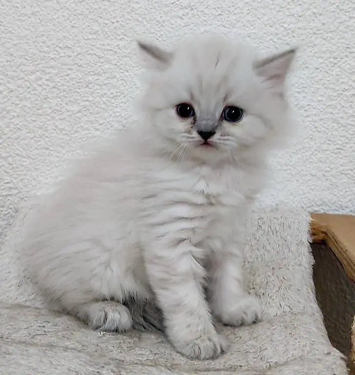 Schöne BLH/BKH Kitten