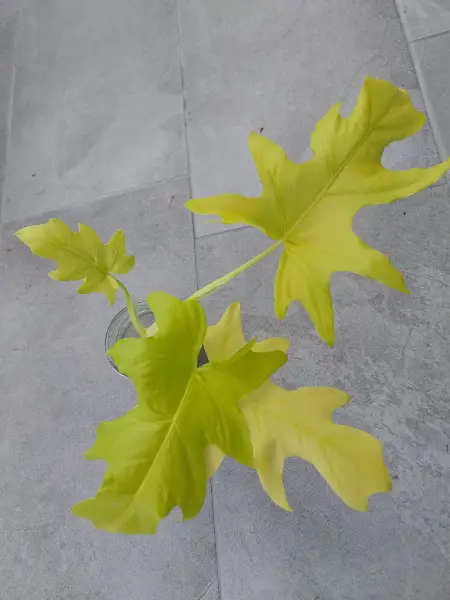 Philodendron warscewiczii "Aurea Flavum