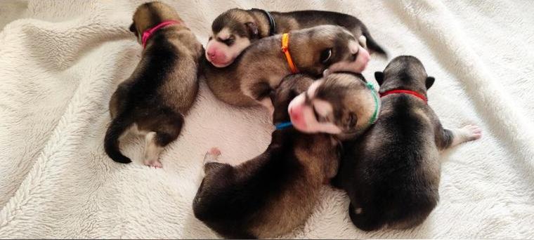 Alaskan malamute welpen