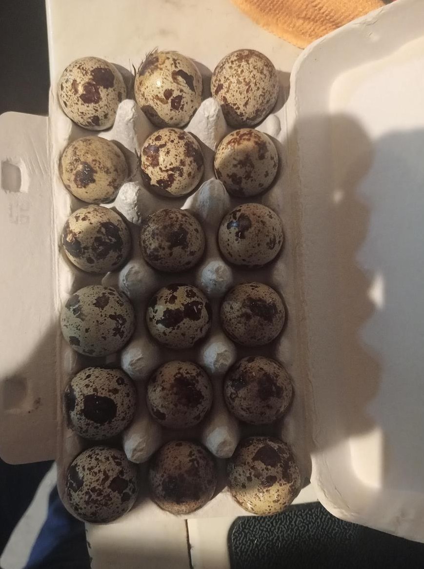 Wachtel Bruteier von japanischen Legewachteln