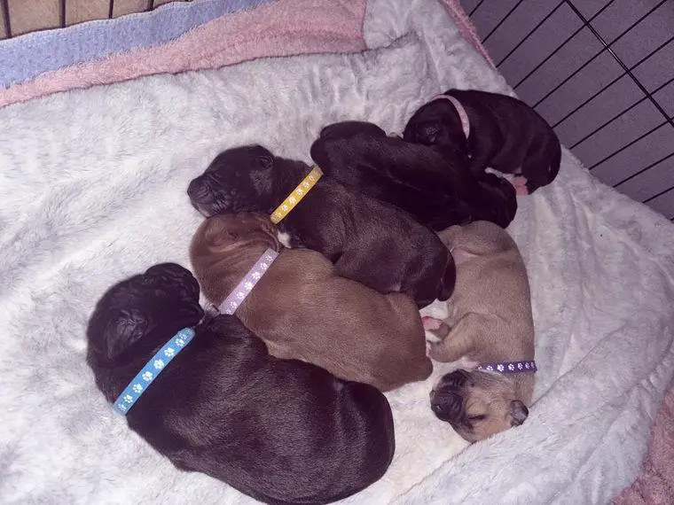 American Pitbull Terrier Welpen