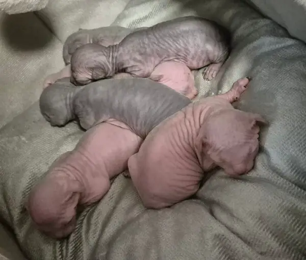 Canadian Sphynx Kitten mit Stammbaum vom Züchter