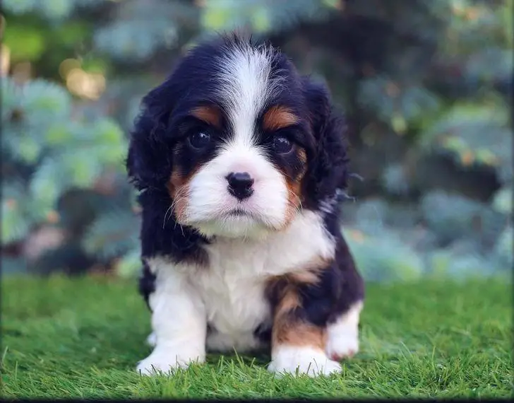Cavalier king charles spaniel, FCI, professionelle Hundehütte