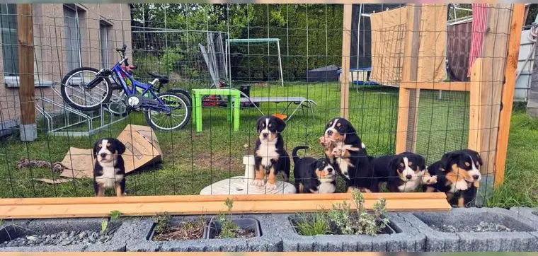 Welpen Grosser Schweizer Sennenhund