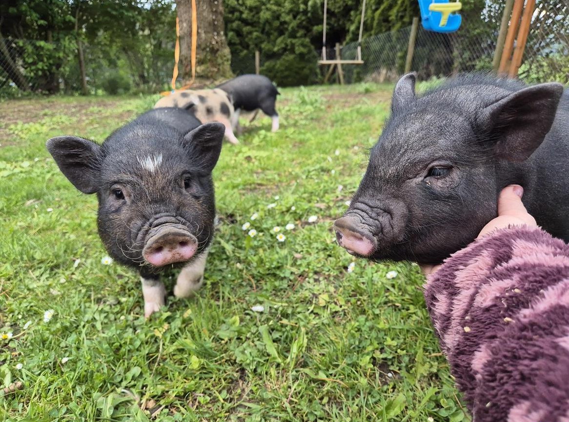 2 zutrauliche Minipig Mädels abzugeben