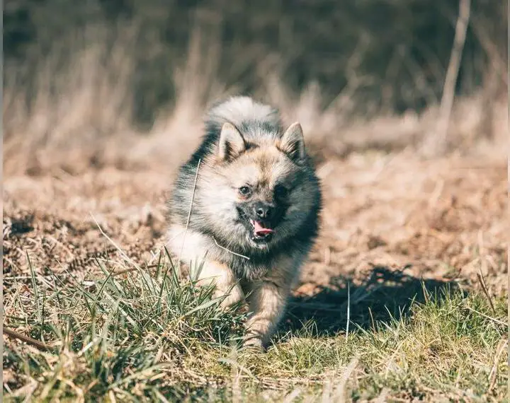Kleinbleibende Pomsky F3 Welpen Abgabebereit