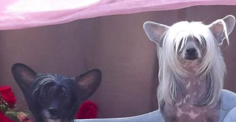 2 Chinese Crested Rüden (HHL)