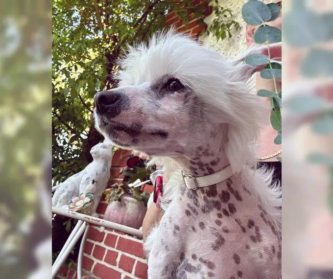 Sunny - süsser Chinesischer Schopfhund Junge, hairy hairless