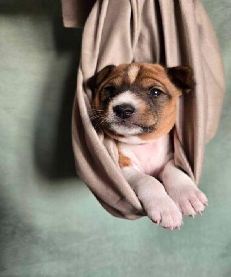 Rote& Weisse Basenji - Hündinnen/Welpen