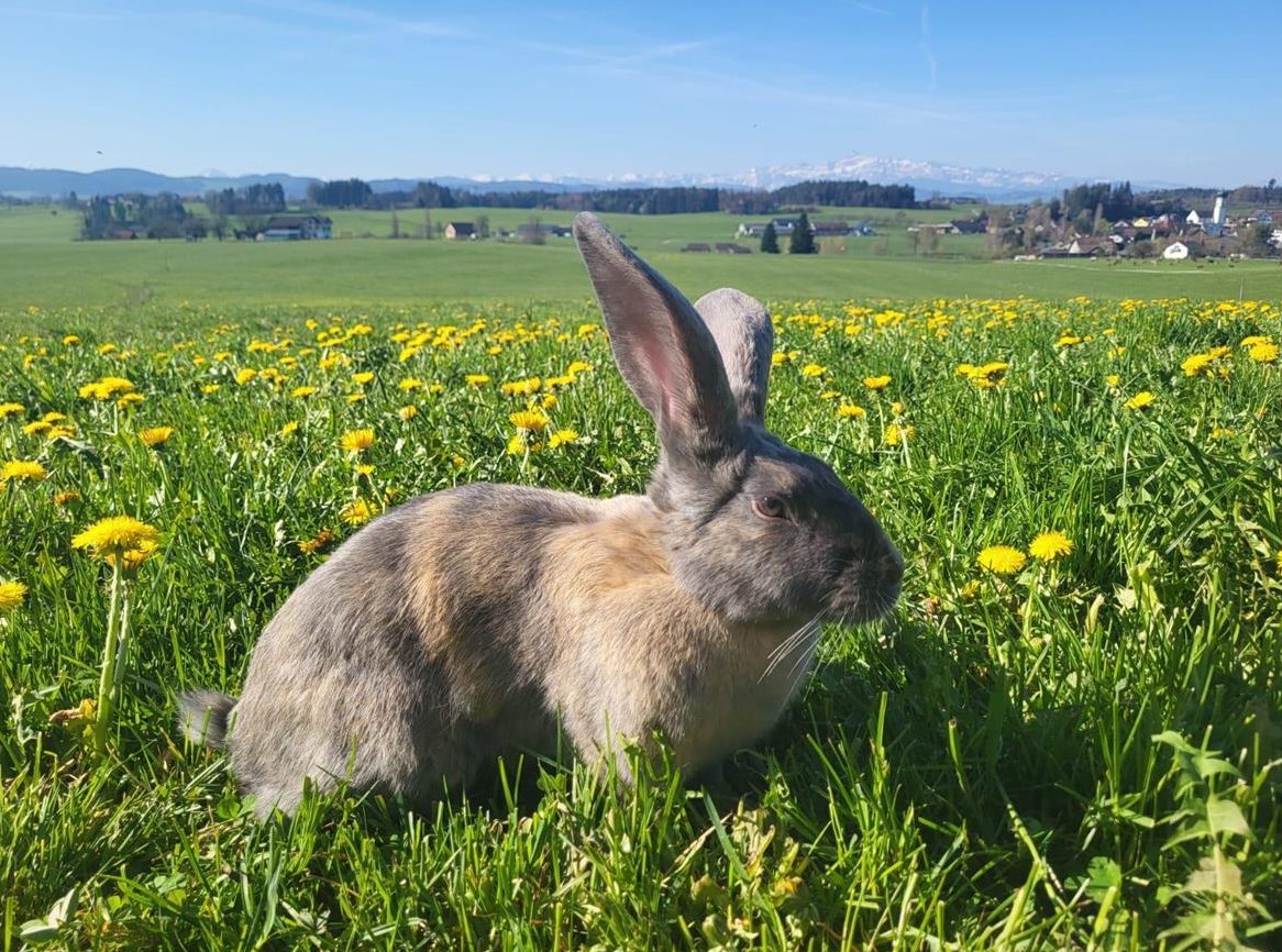 Kaninchen (weiblich) zu verkaufen