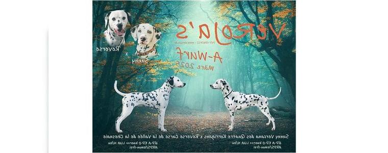 VeRoJas Dalmatiner - LUA-Welpen mit VDH/FCI-Papieren