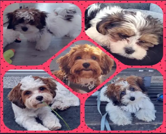 Tricolore Havaneser Welpen aus liebevoller Zucht