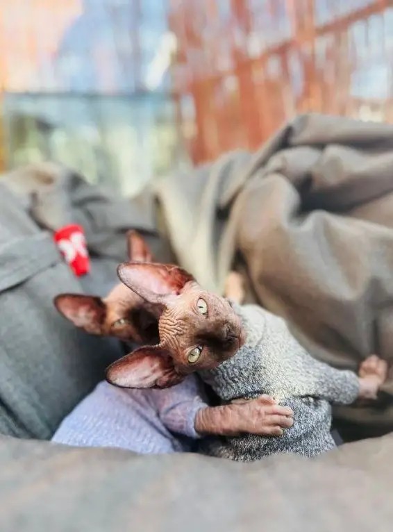 Canadian Sphynx Kitten, männlich