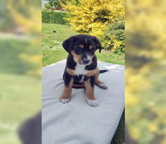 Aussiedor Welpen Australien Shepard Labrador Mix 3 Generation