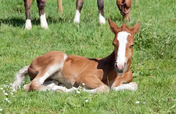 Alp gesucht für die Sömmerung von Pferden und Fohlen
