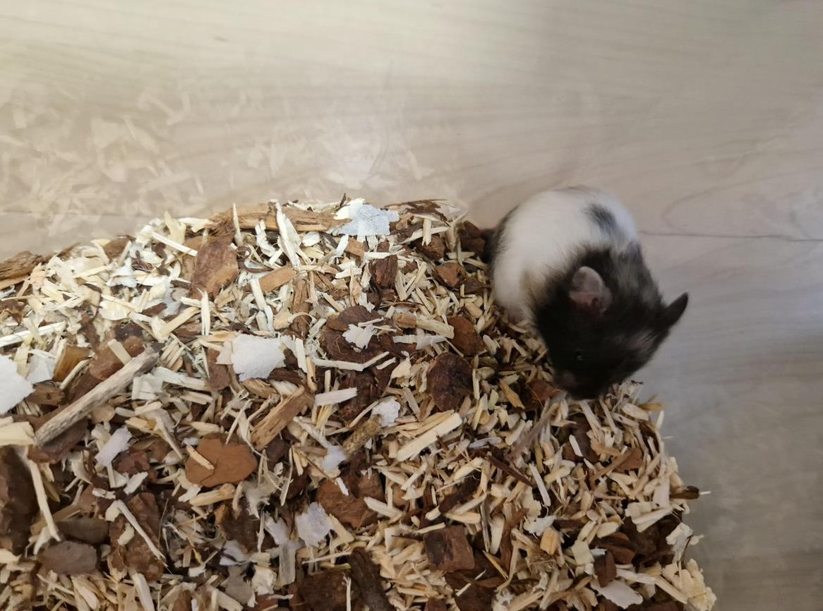 Teddyhamster Babys suchen schönes Zuhause