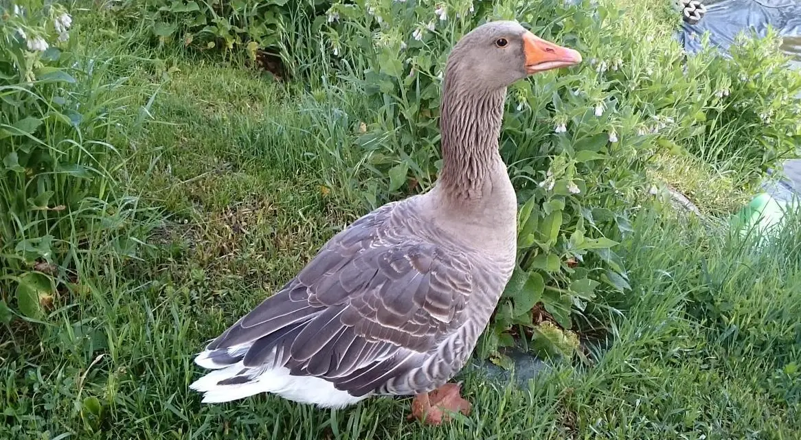 Schöne Graugänse und Mischlinge 3 Monate alt