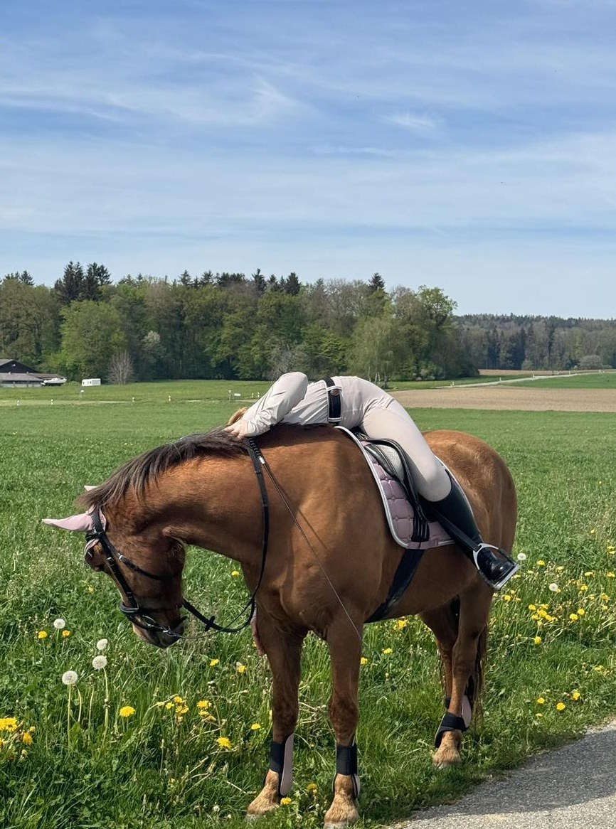 Tolle Reitbeteiligung auf Verlasspferd: ) im Thurgau