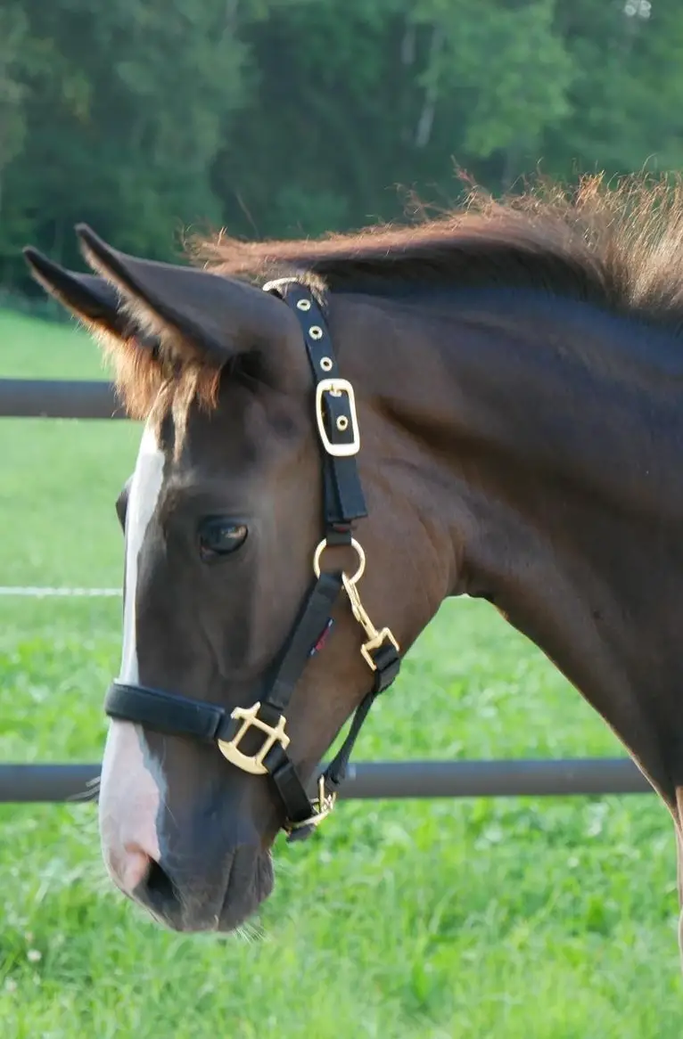 Dressurpferde & Quarter Horses- direkt vom Schweizer Züchter