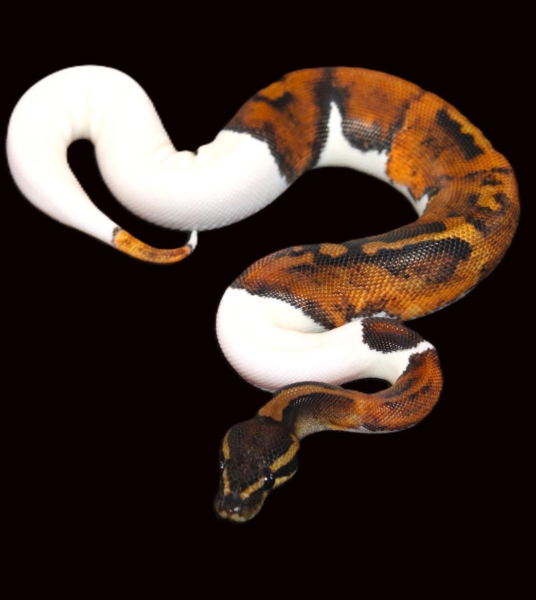 Königspython 0.1 Mahogany, Black Pastel, Piebald