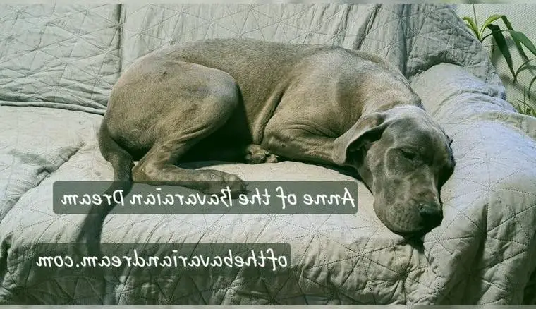 Blaue Deutsche Dogge Weiblich VDH / FCI