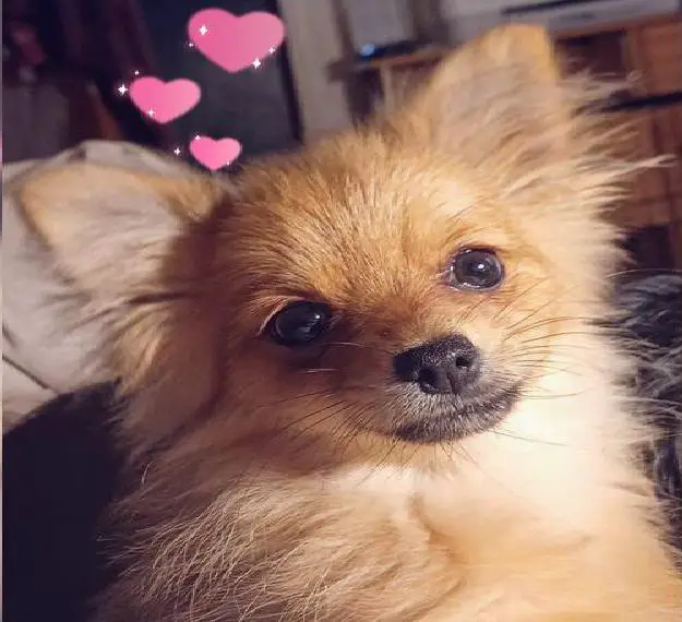 Schnuckeliger Chihuahua Mix