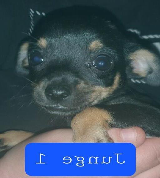 Chihuahua Welpen dürfen Ausziehen