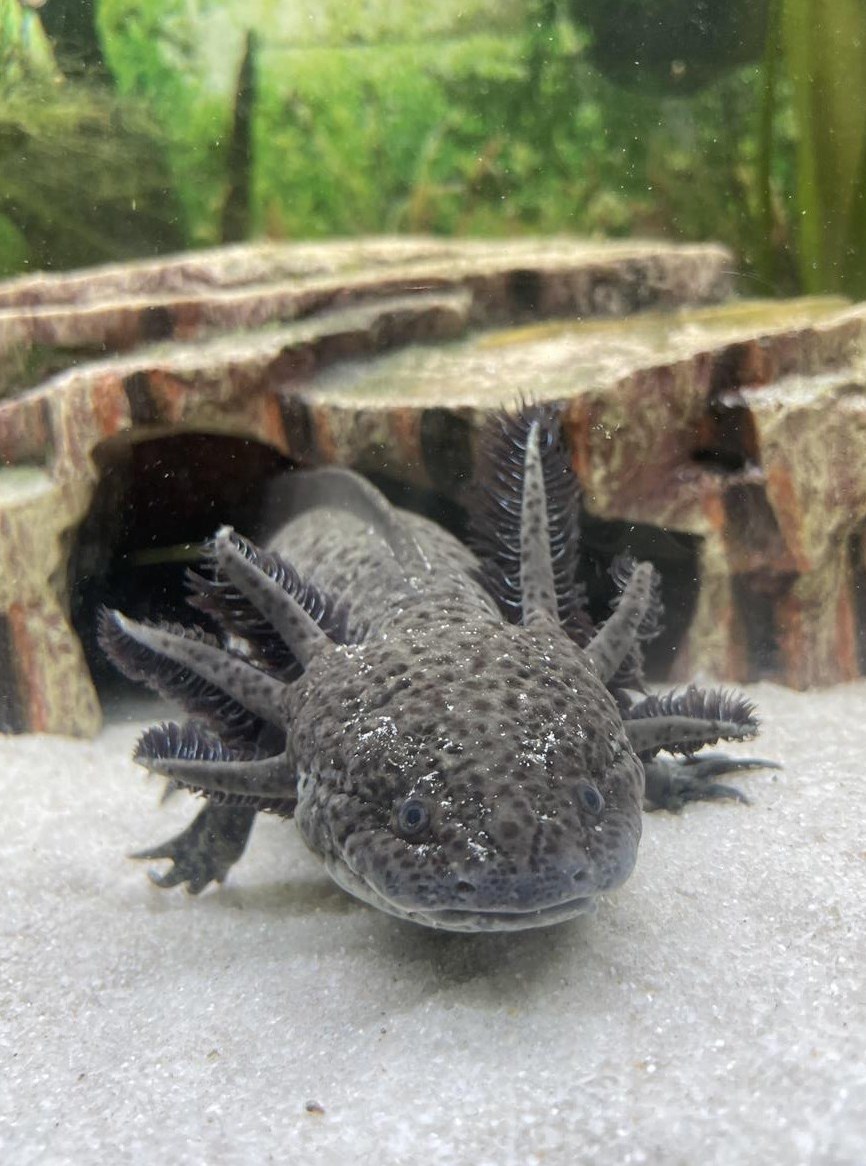 Axolotl Jungtiere zu vergeben, Albino und Wildlinge