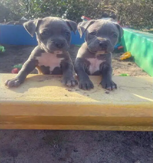 Kleinen Mäuse habe das Lichterblickt