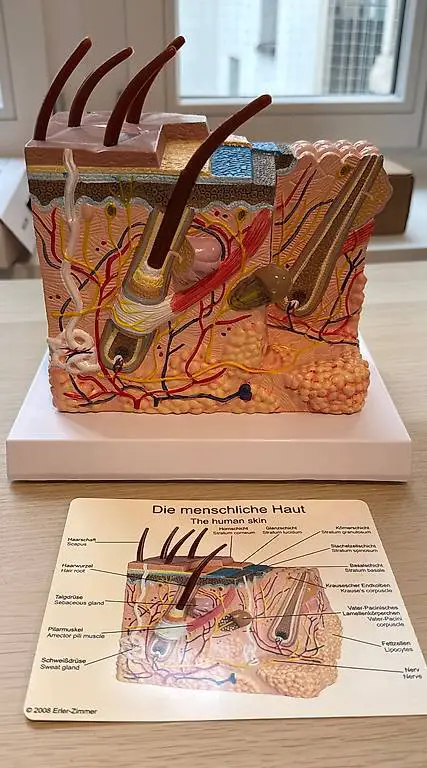 Haut Modell / Anschauung Haut Arztpraxis