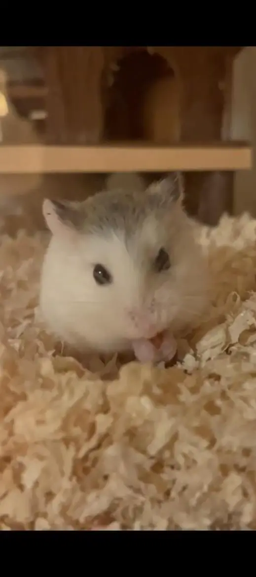 Zwerghamster mit grossem Gehege zu verkaufen