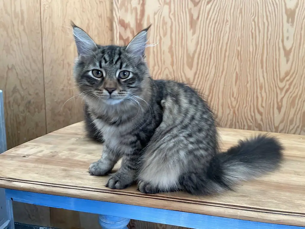 Sibirisches Kitten sucht Liebhaber