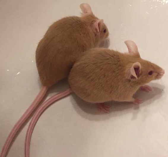 Junge Farbmäuse Satin abzugeben, 1050-Wien