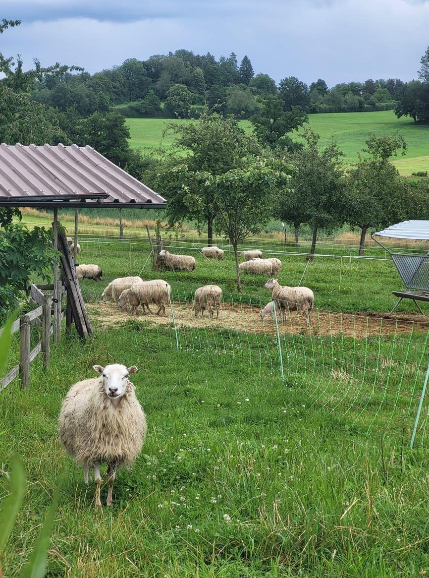 Skudden Mutterschafe mit Lämmer zu verkaufen