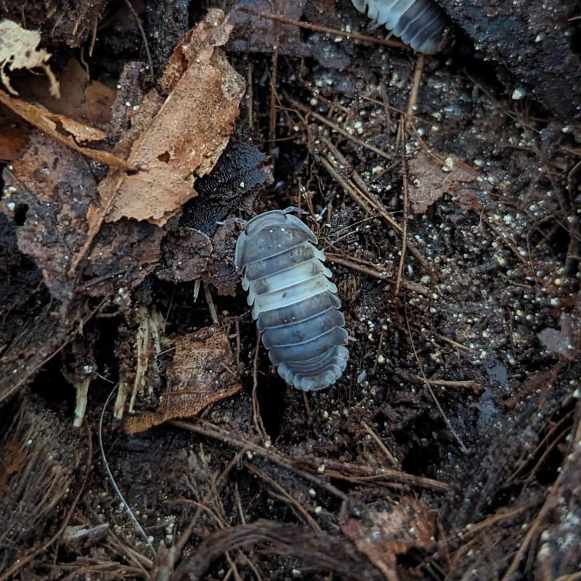 Biete Asseln Cubaris sp. Panda King