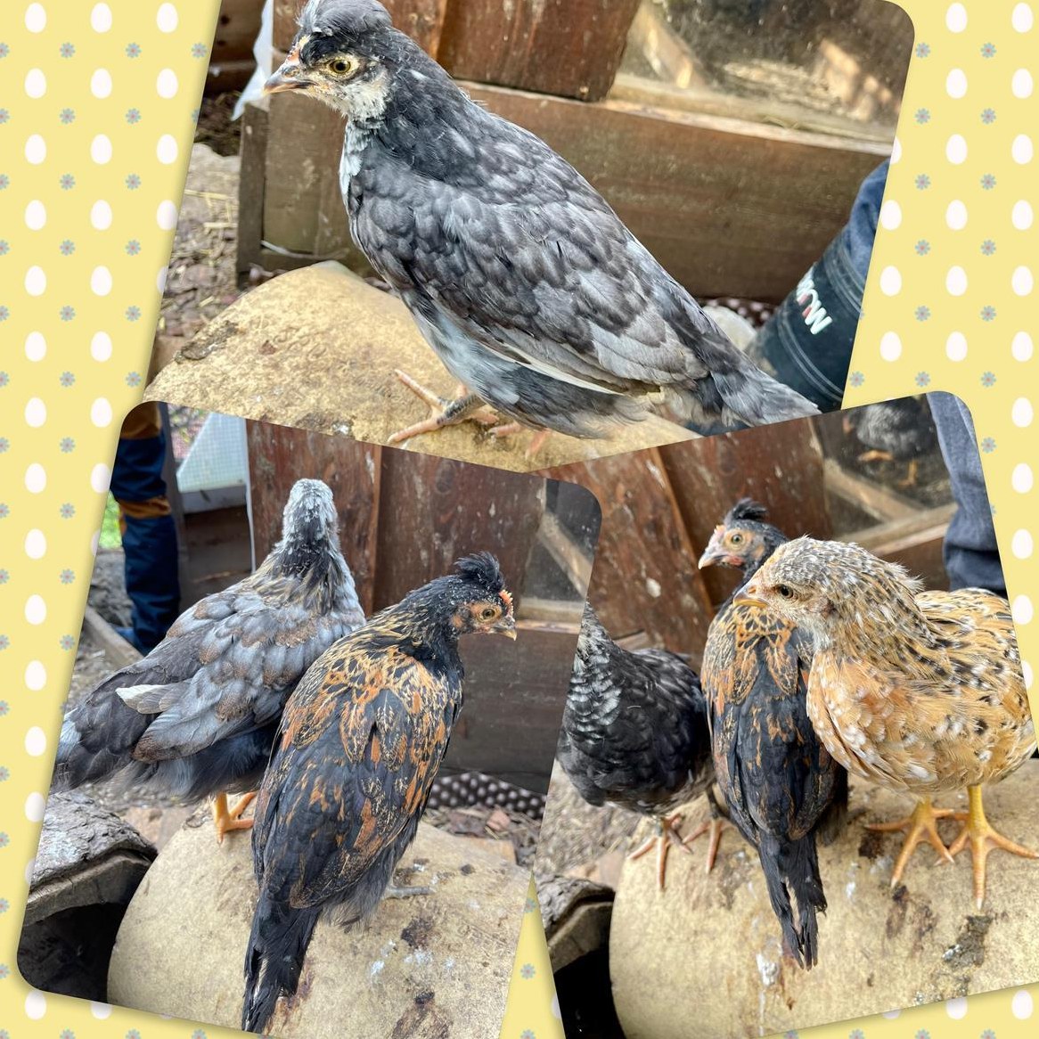 Junge Hähnen, schwedische Blumenhühner Mix