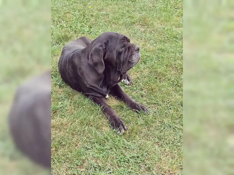 Mastino Napoletano Hündin