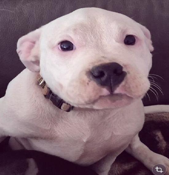 American Bully Welpen